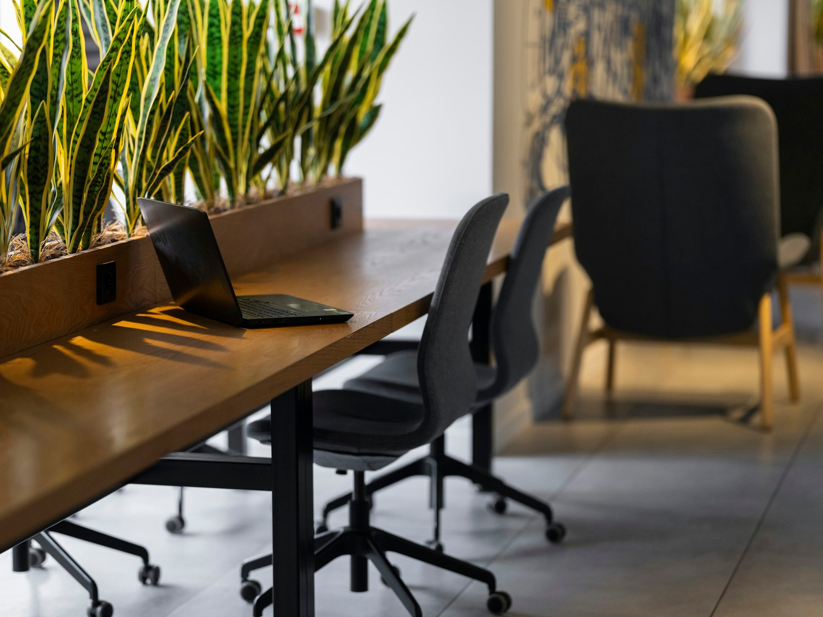 Long office table with laptop, chairs, and indoor plants.